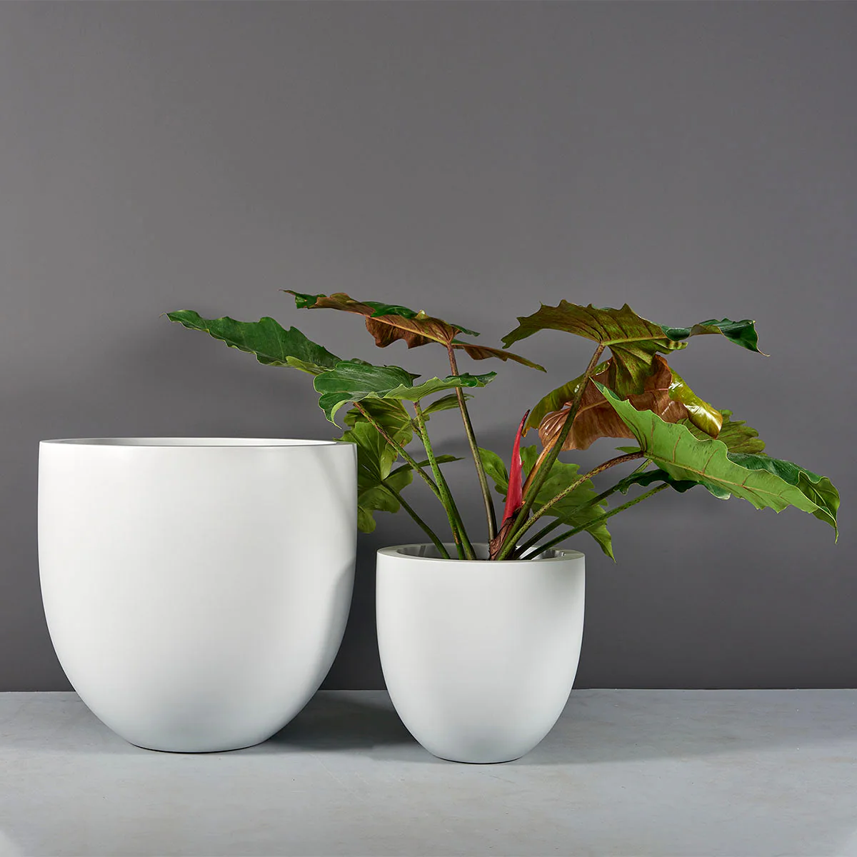 Alzira Bowl Planter - Pro Insulation and Fence