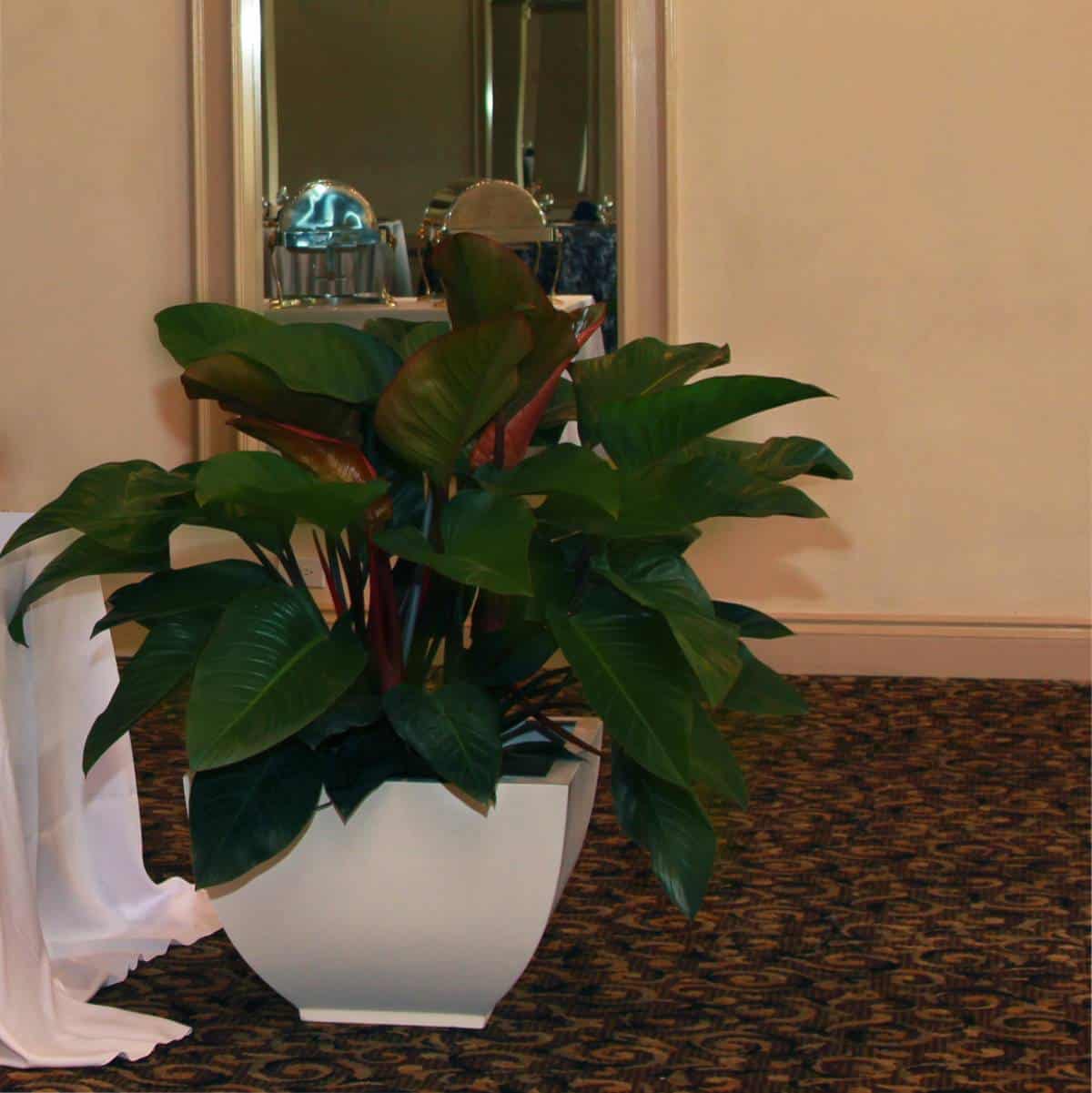 Kathryn Square Tapered Planter - Pro Insulation and Fence