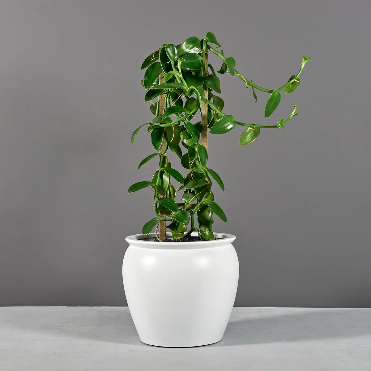 Shanghai Fishbowl Planter - Pro Insulation and Fence