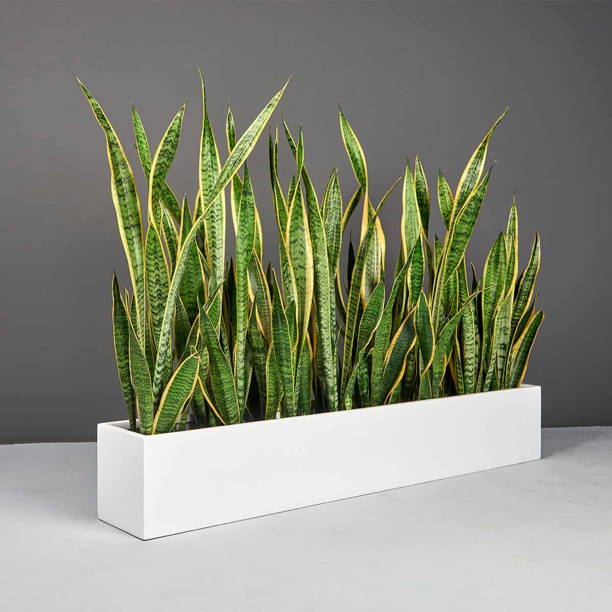 Monaco Narrow Rectangular Planter - Pro Insulation and Fence