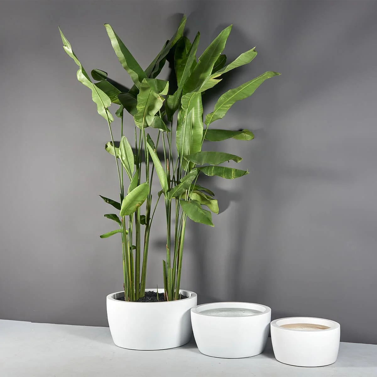 Casablanca Bowl Planter - Pro Insulation and Fence