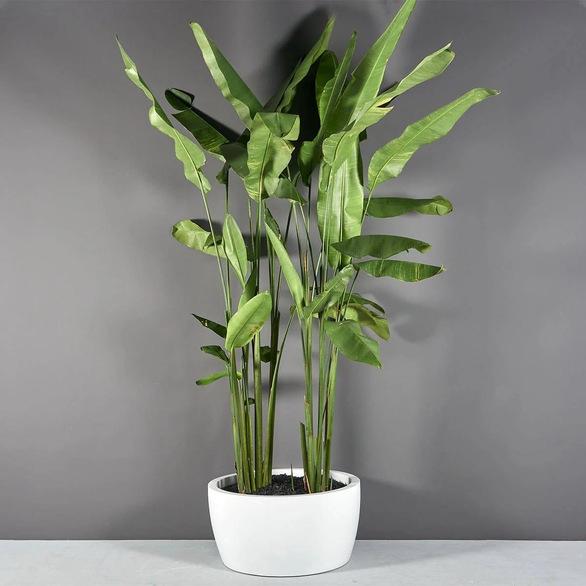 Casablanca Bowl Planter - Pro Insulation and Fence