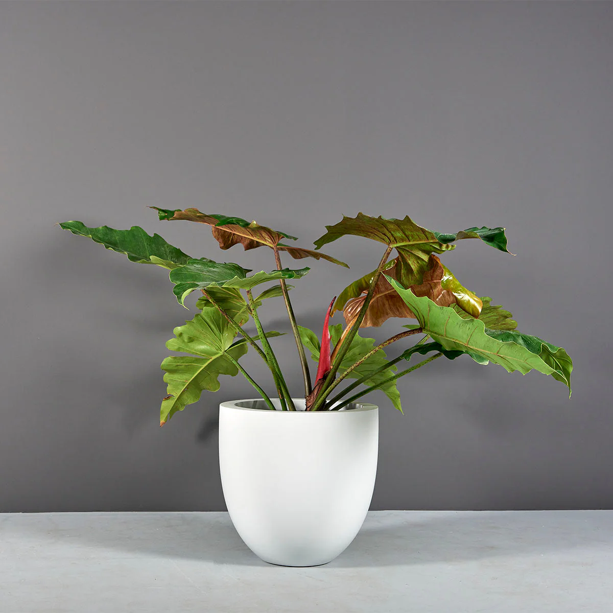 Alzira Bowl Planter - Pro Insulation and Fence