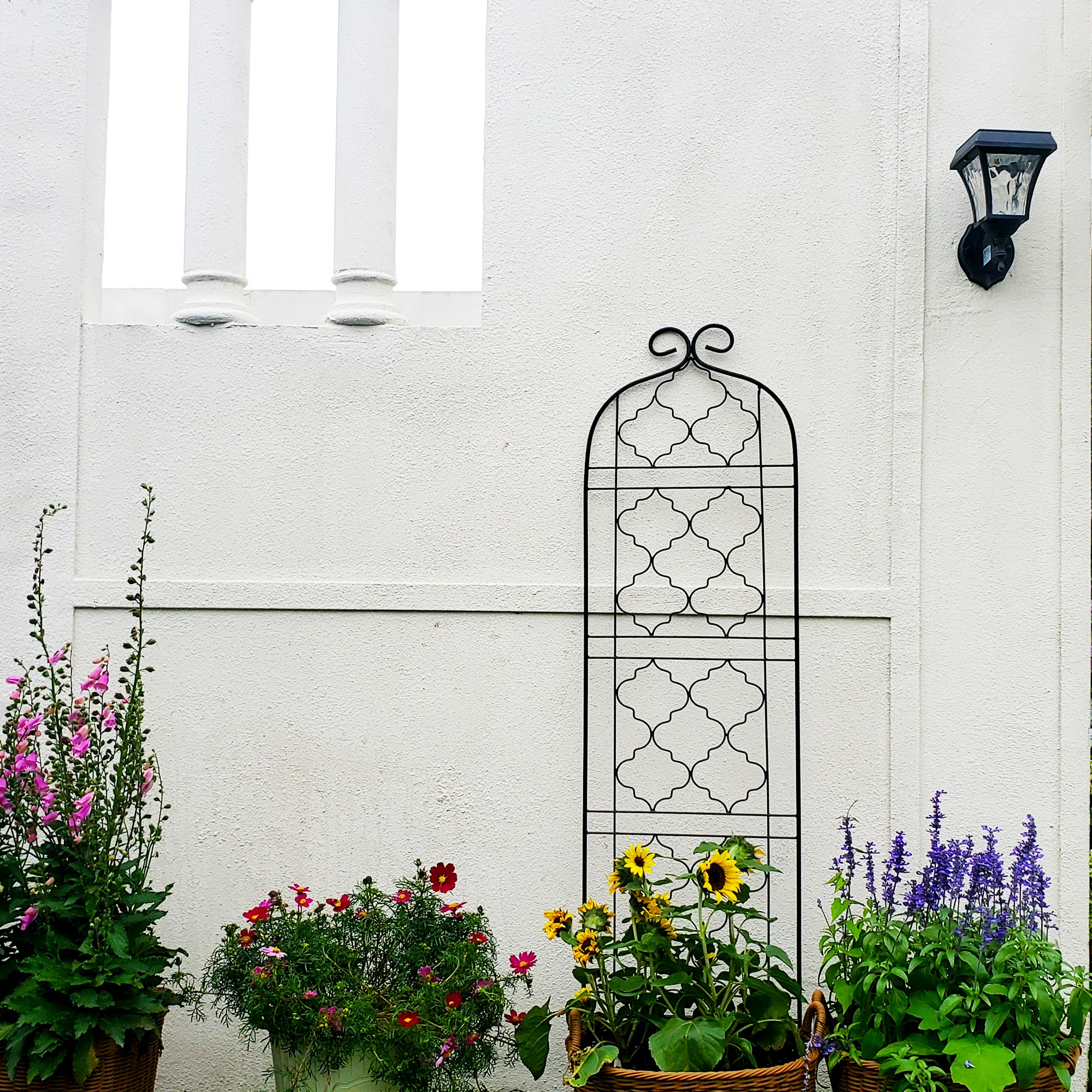Frame Trellis for Climbing Plants (60 *16 Inch, Pack of 2, Black) - Pro Insulation and Fence