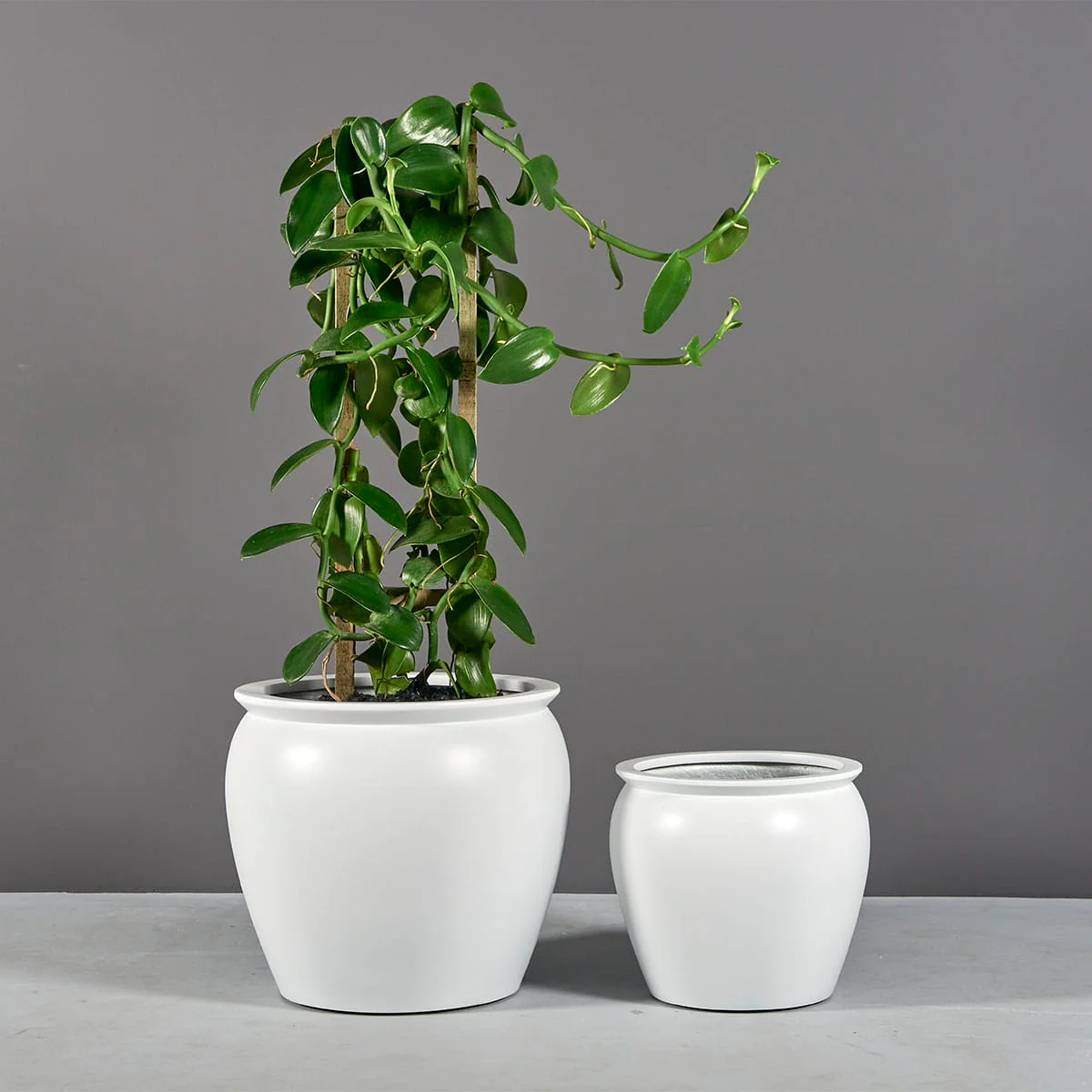 Shanghai Fishbowl Planter - Pro Insulation and Fence