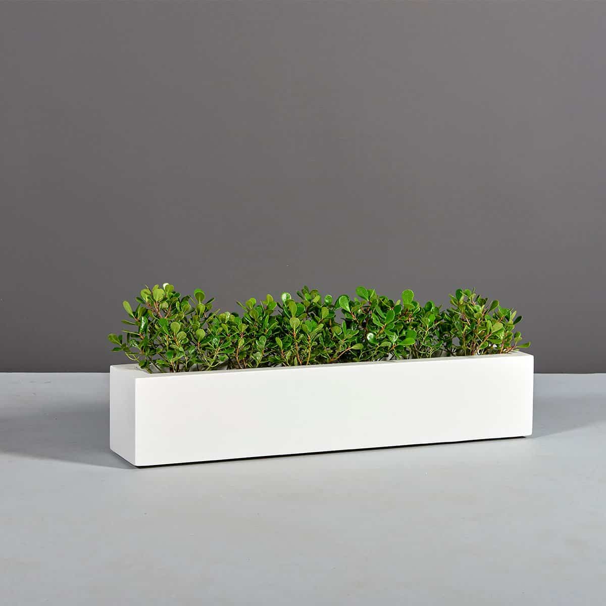 Salon Narrow Low Rectangular Planter - Pro Insulation and Fence