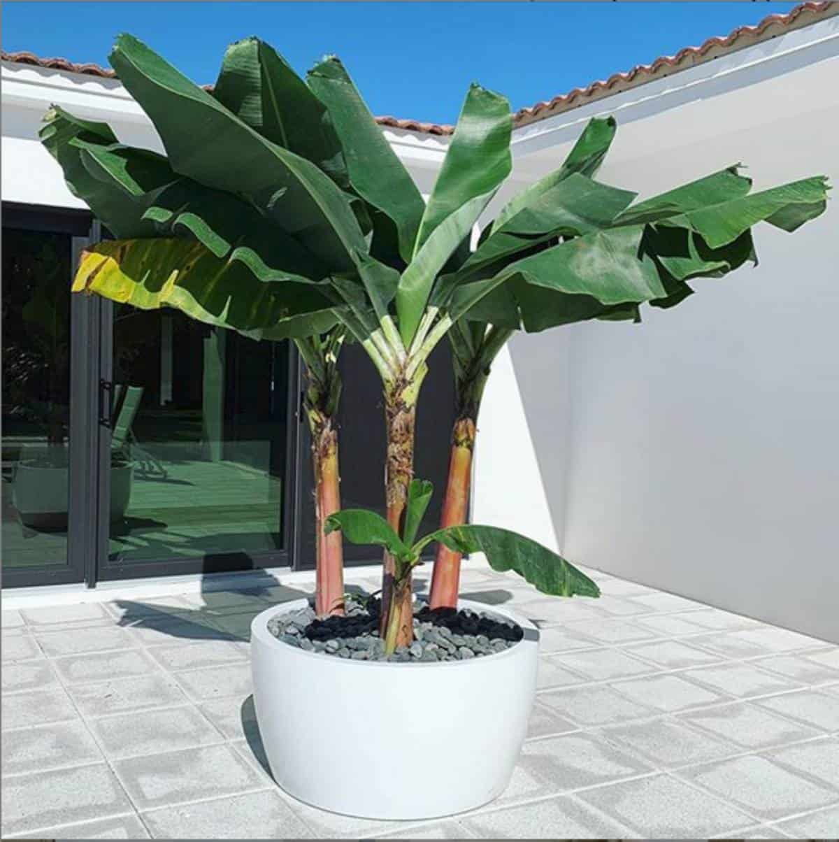 Casablanca Bowl Planter - Pro Insulation and Fence